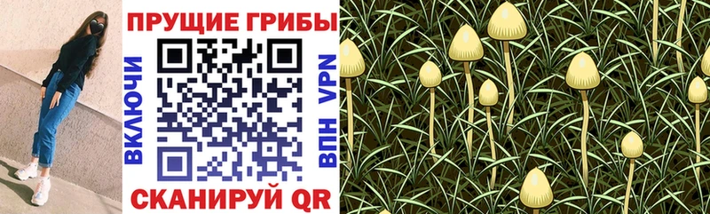 Псилоцибиновые грибы прущие грибы  Камбарка 